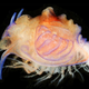 Illustration for article titled Scientists have solved the 200-year-old mystery of this monstrous creature